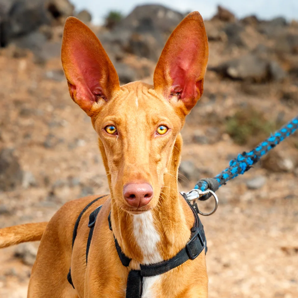 Podenco canario al guinzaglio su un terreno roccioso delle Canarie