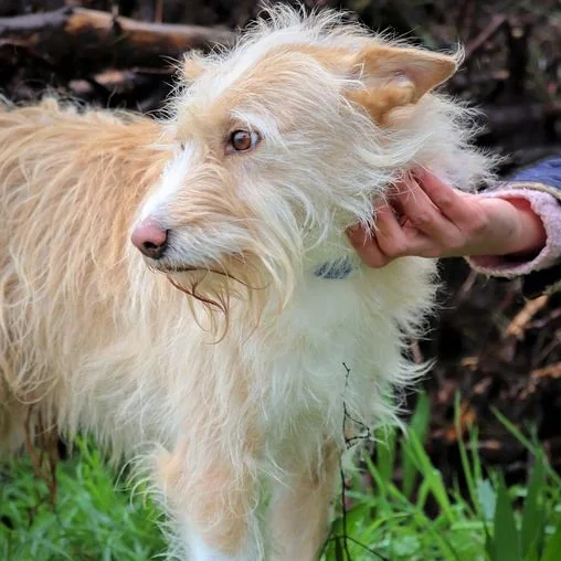 Podenco andaluso a pelo ruvido color fulvo chiaro, accarezzato sull'erba
