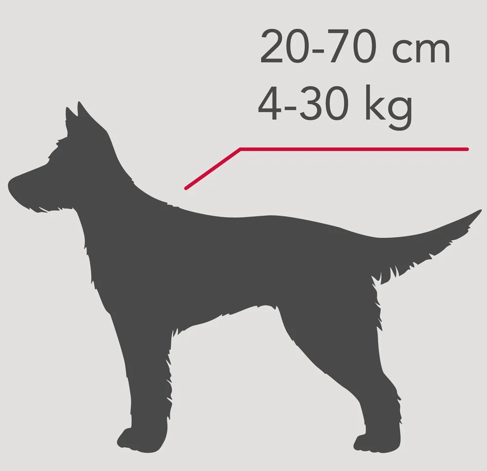Sagoma di podenco portoghese con le misure: altezza 20-70 cm, peso 4-30 kg