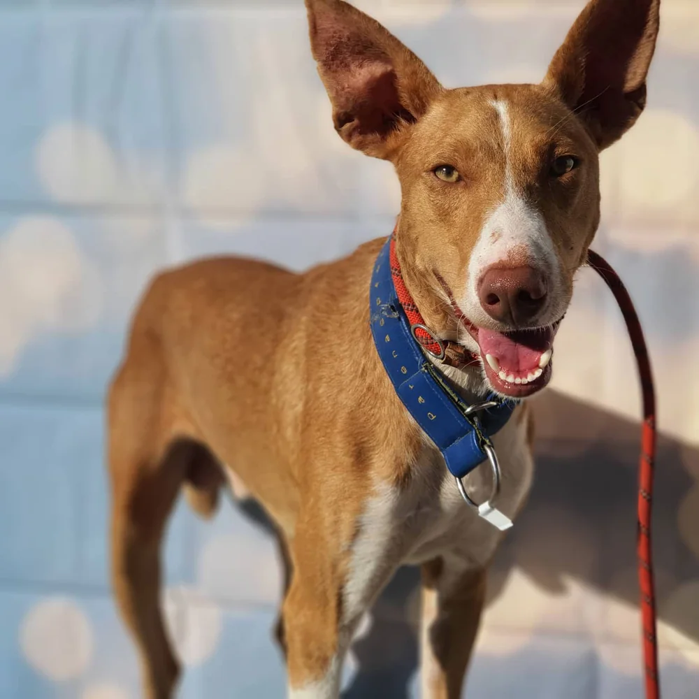 Podenco canario con collare blu, in piedi, che sorride verso la fotocamera
