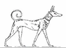Disegno al tratto di un cane Tesem egizio, snello, con orecchie dritte e coda arricciata