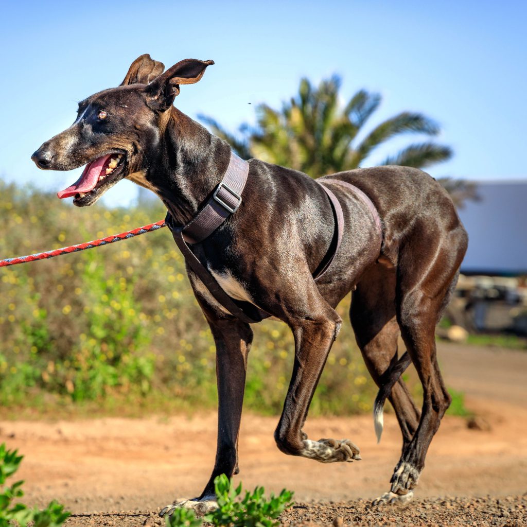 Negra02