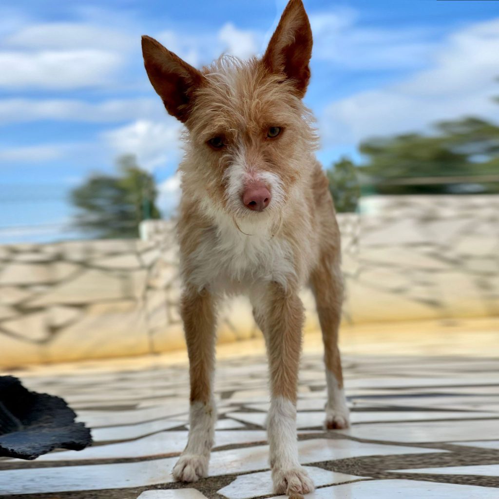 Peggy_04