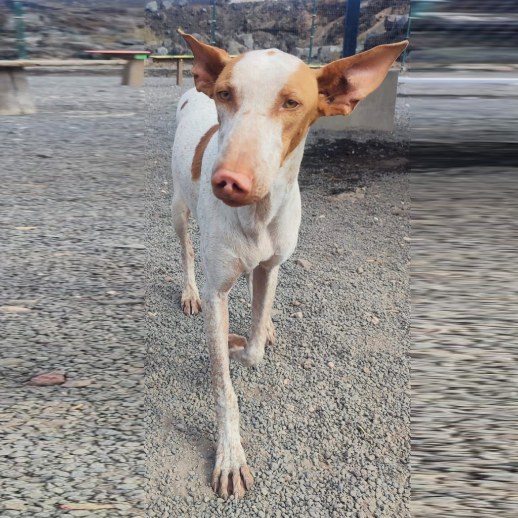 OLI02