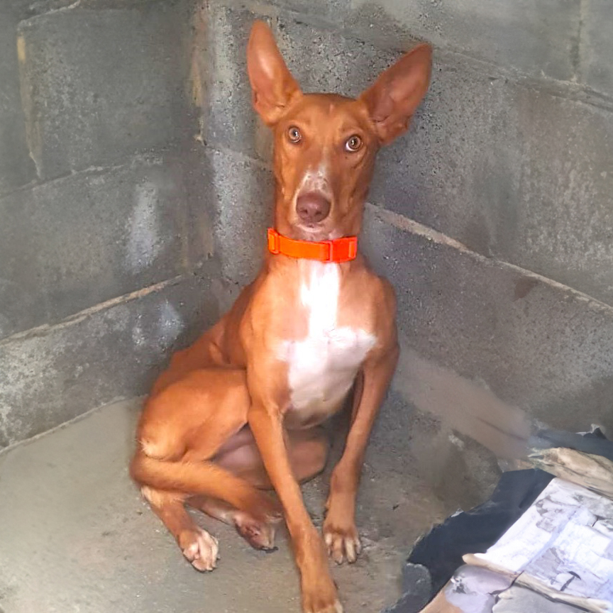 Podenco portoghese podencosangels
