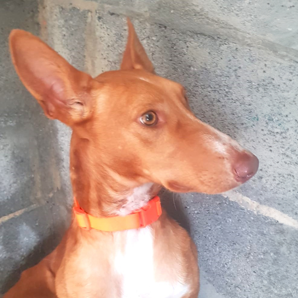 Podenco portoghese podencosangels