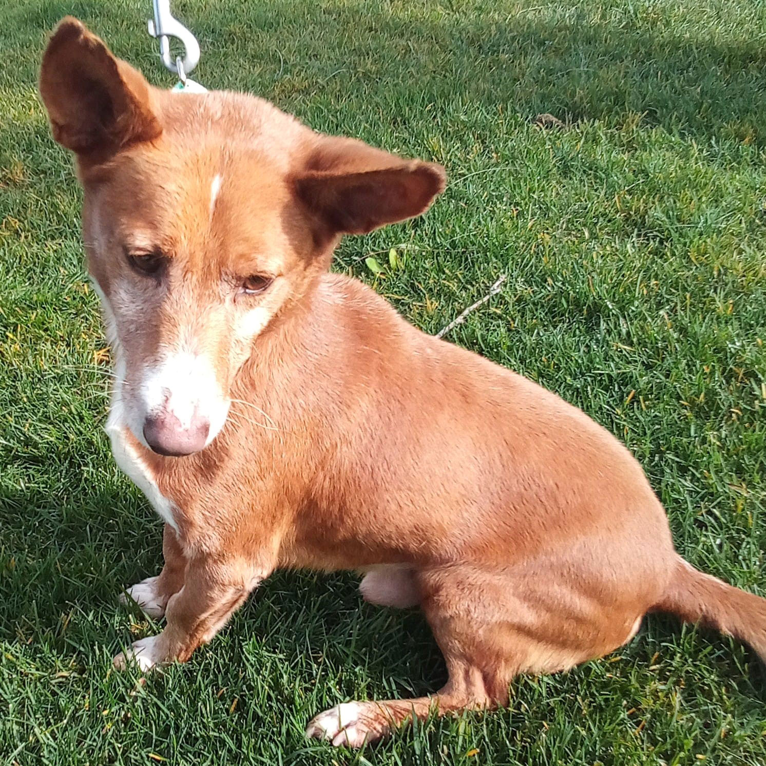 Podenco portoghese podencosangels