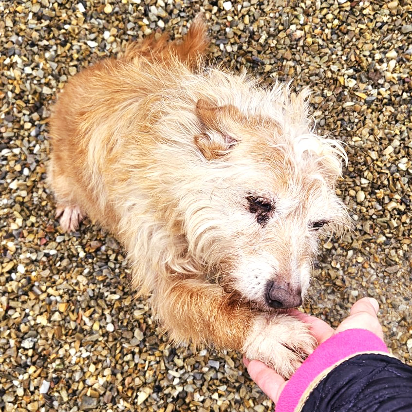 Podenco portoghese podencosangels