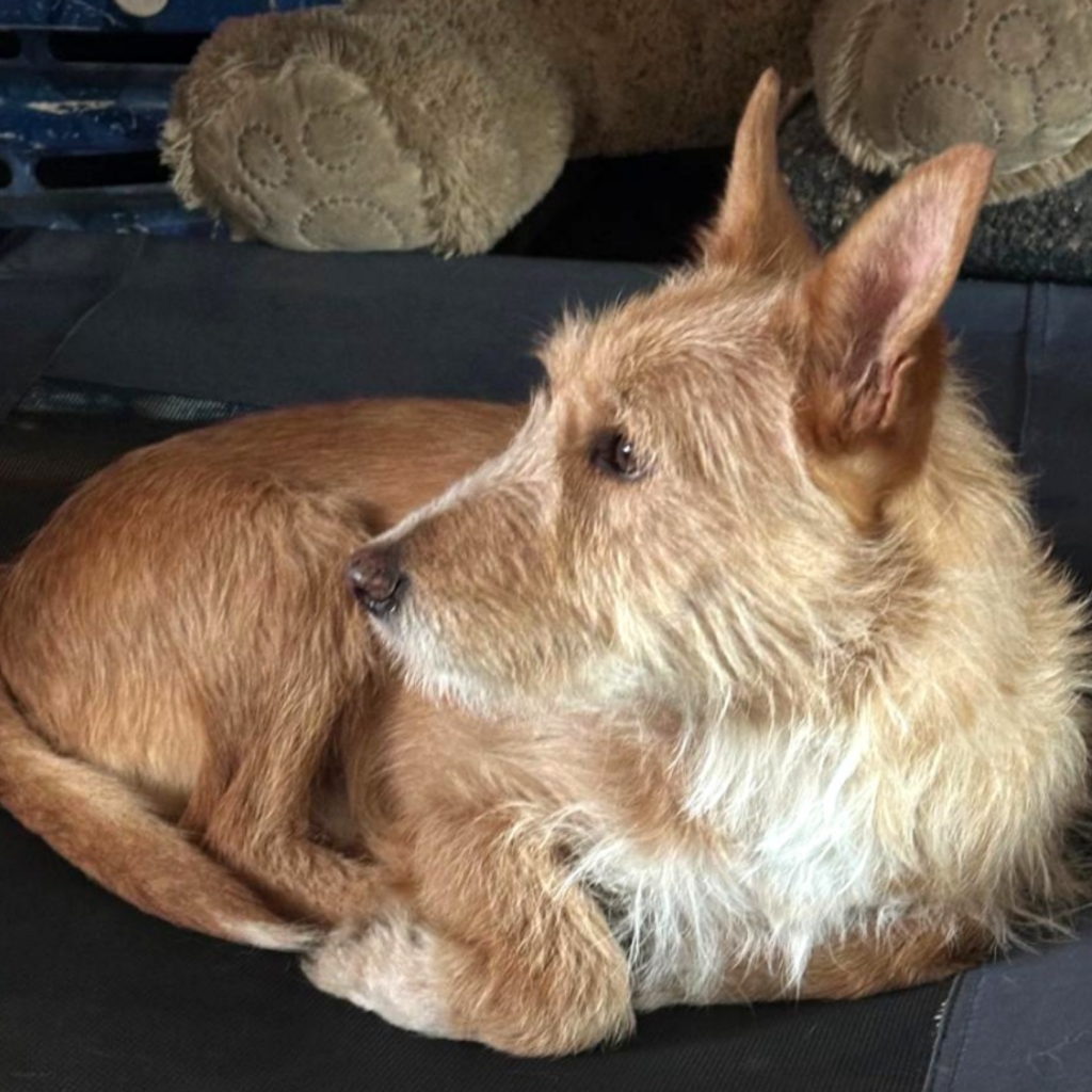 TICO