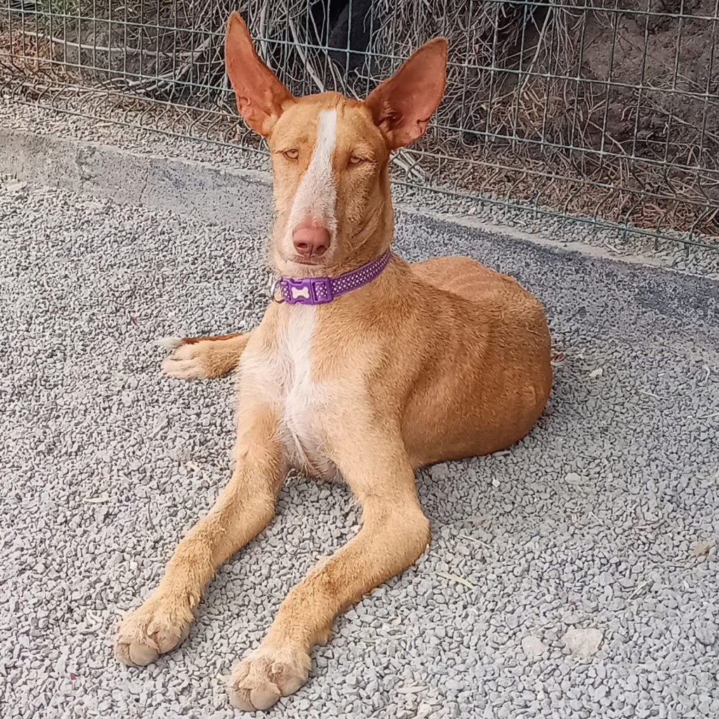 Frida