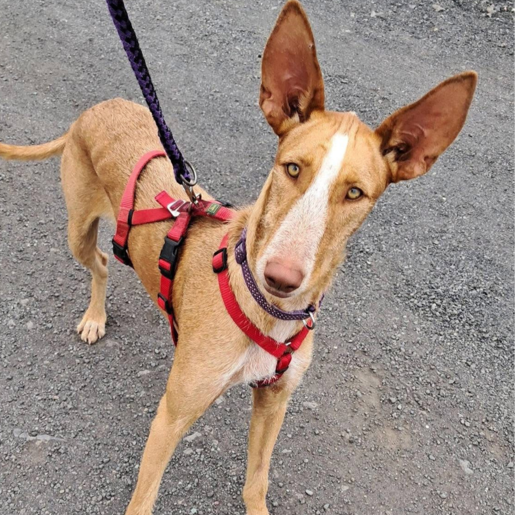 Frida (4)