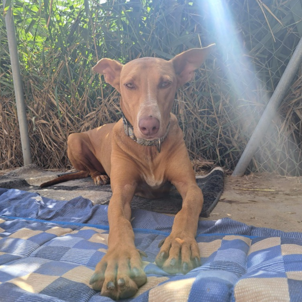 Samson (3)