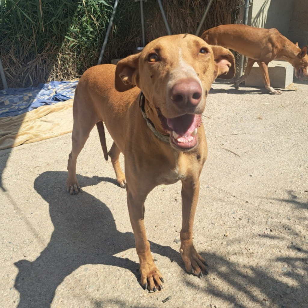Samson (4)