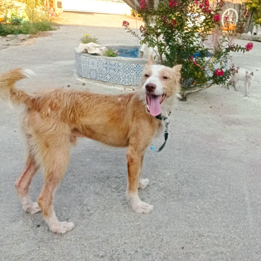 FIGO