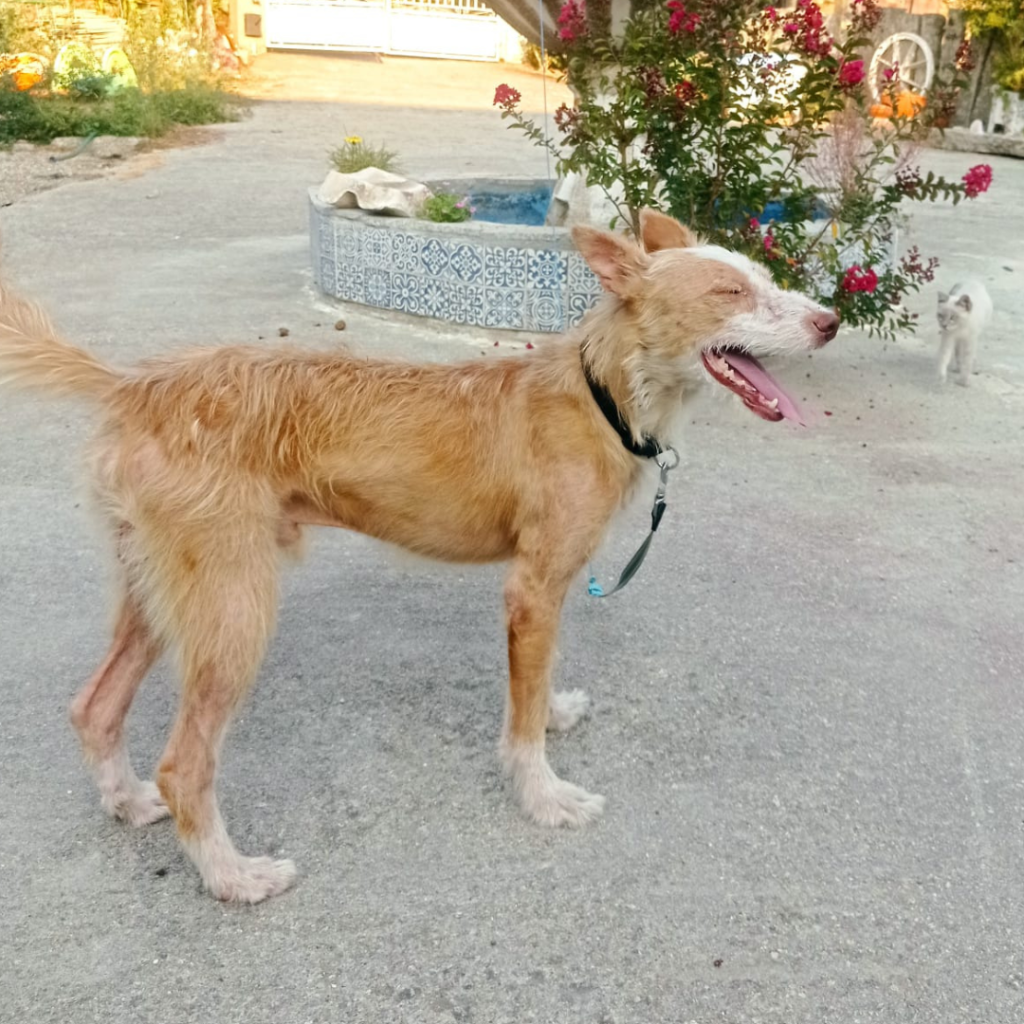 FIGO (2)