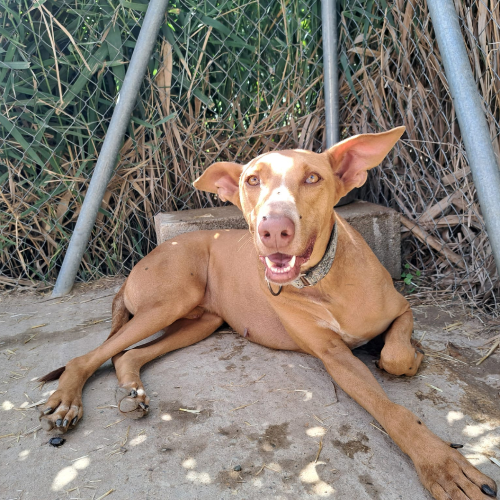 SAMSON