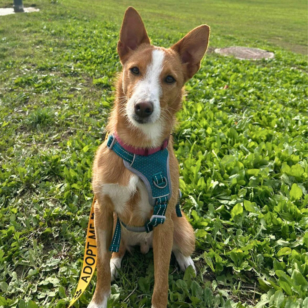 Copia di Quadrato sito (3)