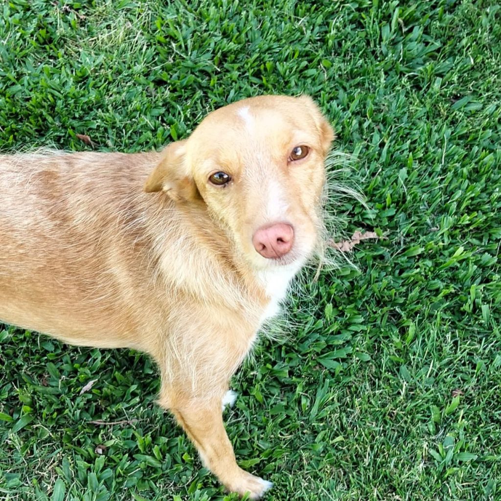 mimi